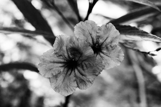 istock leaves, abstract monochrome texture, natural background, tropical leaf. 1894566540