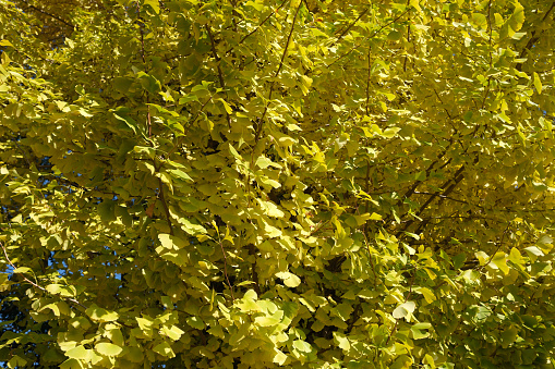 ginkgo yellow leaves