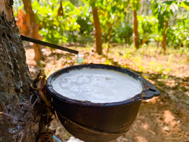 istock Taps the rubber tree, collecting its valuable liquid latex. 1894602918
