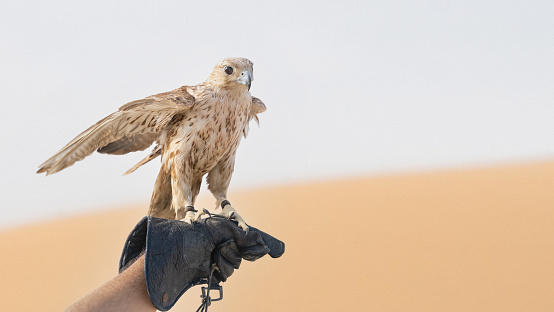 man holding White and Beige Falcon with a leather glove.Falconry is the hunting of wild animals in their natural state and habitat by means of a trained bird of prey.