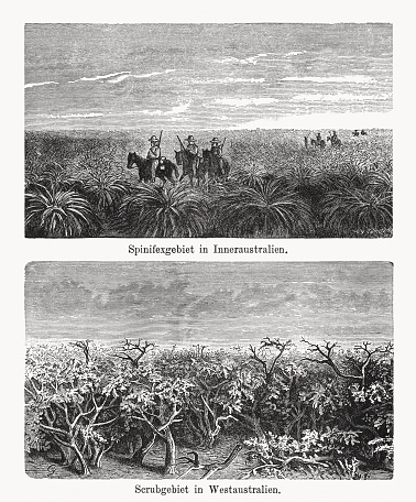 Historical views of inner Australian landscapes: Spinifex grass (top) and western australian scrubland (below). Wood engravings, published in 1894.