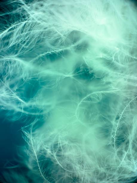 istock Detail of feathers 1894661436