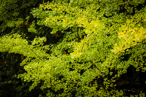 Green leaves of a ginkgo biloba tree in autumn.