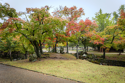 Otaguro Park, a public park in Suginami Ward, is one of the most popular gardens in Tokyo for its autumn leaf color. \nThe site of Otaguro Park was originally the residence of Mr. Motoo Otaguro, a music critic, but it has since been converted to a public park, free of charge, under the management of Suginami Ward Office of Tokyo Metropolitan Government.