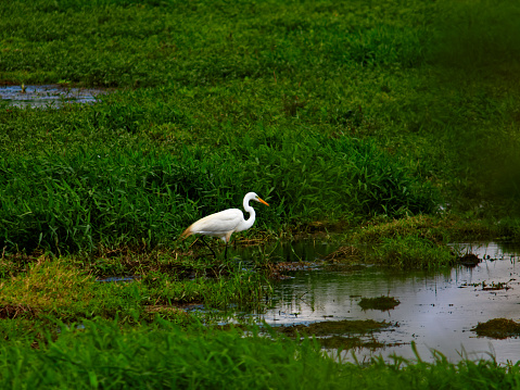 White heron, wading in the lagoons among the green vegetation in the floodplain of the Tiete River - SUZANO,  SAO PAULO,  BRAZIL.