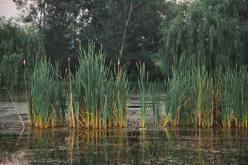 Landscape with a pond at sunset. Aquatic plants and reeds grow from the water in the pond