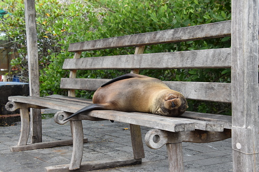 Sea lion sleeping on a bench  in Galápagos island