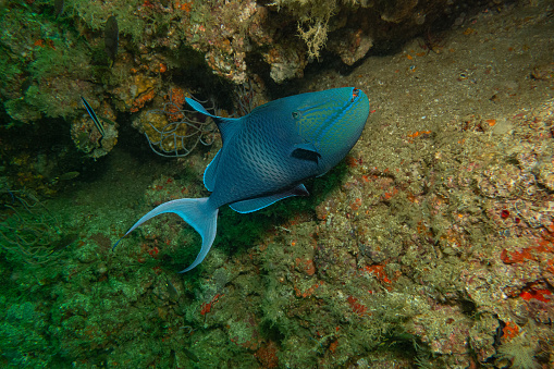 Redtoothed Triggerfish on a rocky reef in Musandam, Oman