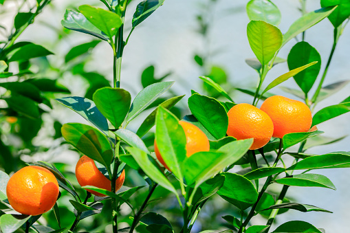 Three tangerines on wood table