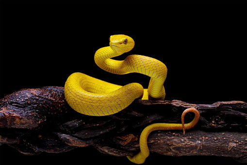 very venomous yellow snake is angry, yellow snake isolated on black background