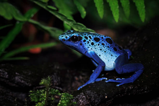 istock Blue poison dart frog, Dendrobates tinctorius azureus 1894718991