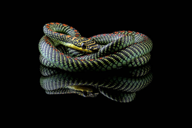 istock Flying snake or gliding snake, Chrysopelea 1894721615