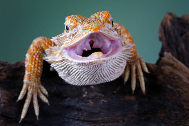 istock bearded dragon on wood 1894722127