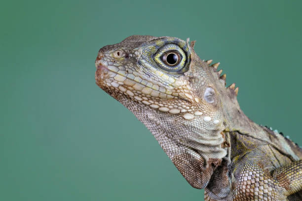 Close-up head of a hypsilurus magnus forest dragon lizard skin and spike lizard dragoon mountains photos stock pictures, royalty-free photos & images