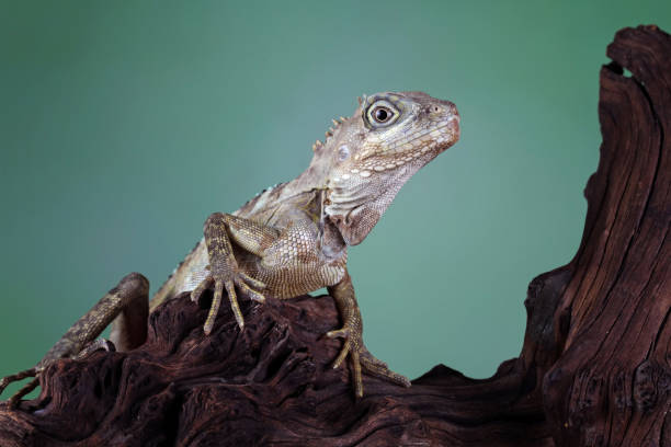 istock Close-up head of a hypsilurus magnus forest dragon lizard 1894723179