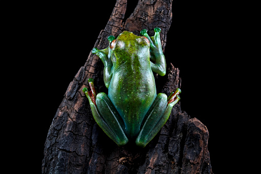 back view of green tree frog