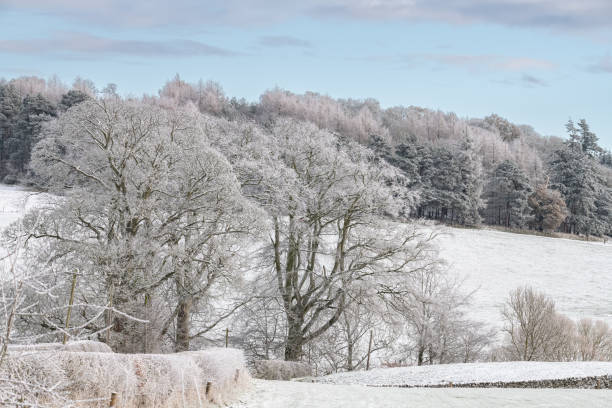 istock Snow Covered trees and fields in the Scottish Borders 1894724214