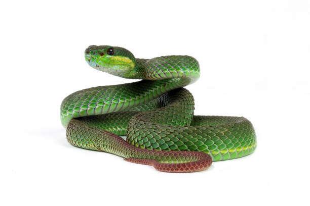 istock Green viper snake isolated on white, trimeresurus albolabris 1894724227