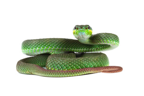 istock Green viper snake isolated on white, trimeresurus albolabris 1894724747