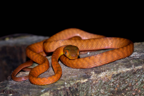 istock red boiga snake on a trunk, Boiga nigriceps 1894725253