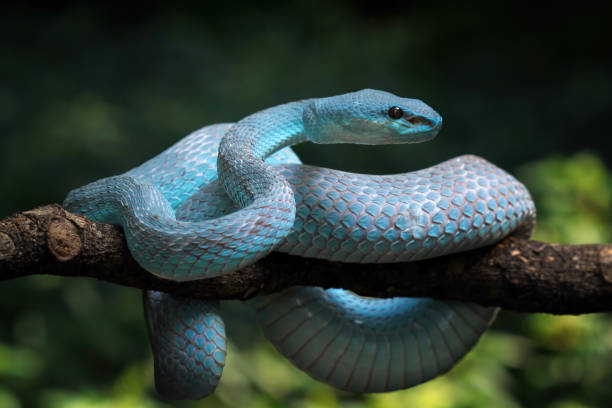 Blue viper snake insularis, trimeresurus Insularis