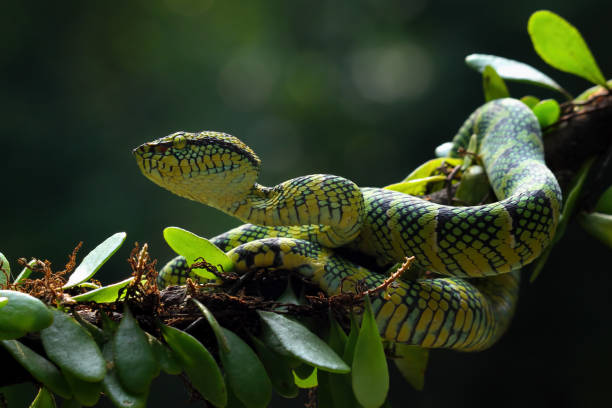 wagleri pit viper snakes on branch (tropidolaemus wagleri) - waglers temple viper fotografías e imágenes de stock