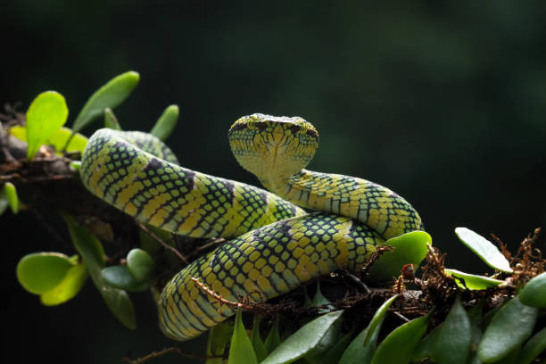 wagleri pit viper snakes on branch (tropidolaemus wagleri) - waglers temple viper fotografías e imágenes de stock