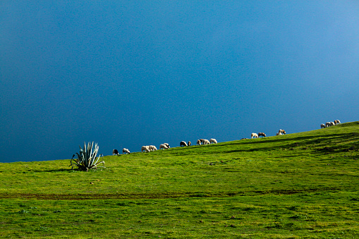 Sheep grazing in Caideros in the municipality of Gáldar on the island of Gran Canaria, Spain
