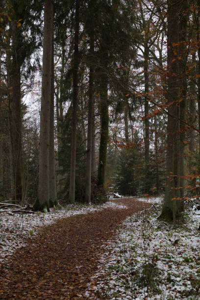 istock Hiking trail through a coniferous forest with snow 1894734554