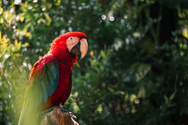 istock Portrait of a red macaw parrot perched on a branch with blurry background 1894748921