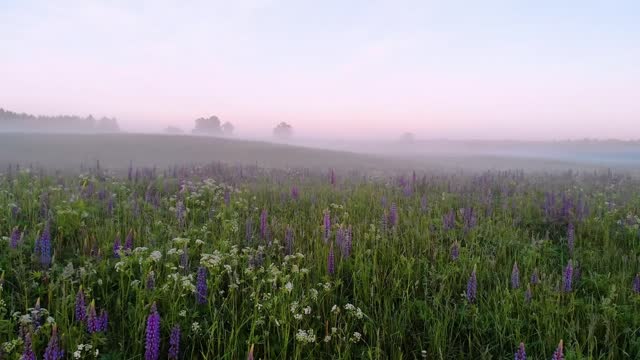 A meadow of wild purple Lupine flowers background