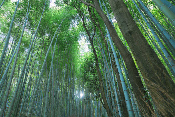 istock Beautiful bamboo forest path in Arashiyama, Kyoto 1894750616