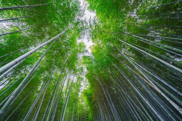 istock Beautiful bamboo forest path in Arashiyama, Kyoto 1894751200