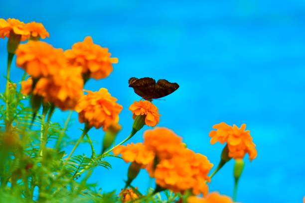 Butterfly habitat in the garden, perched on flowers