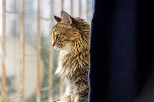 The cat standing behind the curtain, watching outside