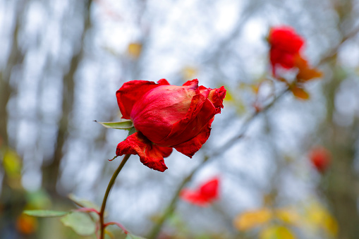 Orange roses. Rose bushes in garden. Details of nature of park. Background flowers.