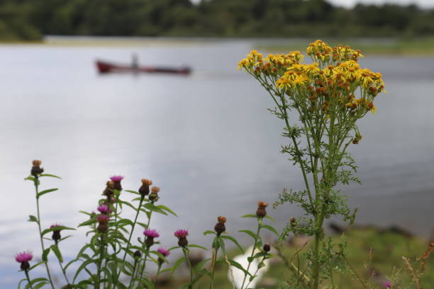 un fiore giallo lungo il bellissimo lago lough leane nel parco nazionale di killarney - contea di kerry - irlanda - tranquil scene colors flowing water relaxation foto e immagini stock