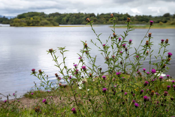 fiori lungo il bellissimo lago lough leane nel parco nazionale di killarney - contea di kerry - irlanda - tranquil scene colors flowing water relaxation foto e immagini stock