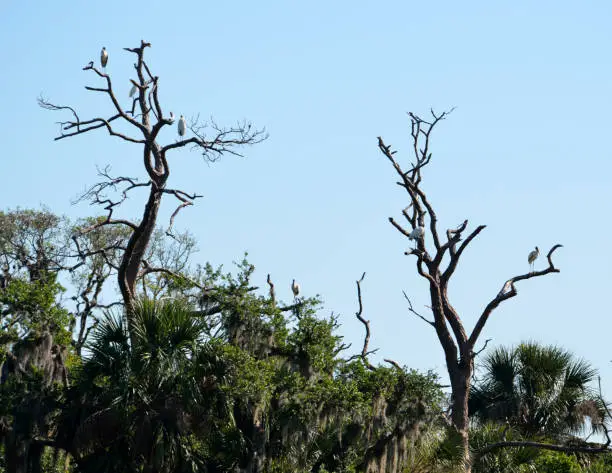 Wood Storks on tress at the marshland Florida.