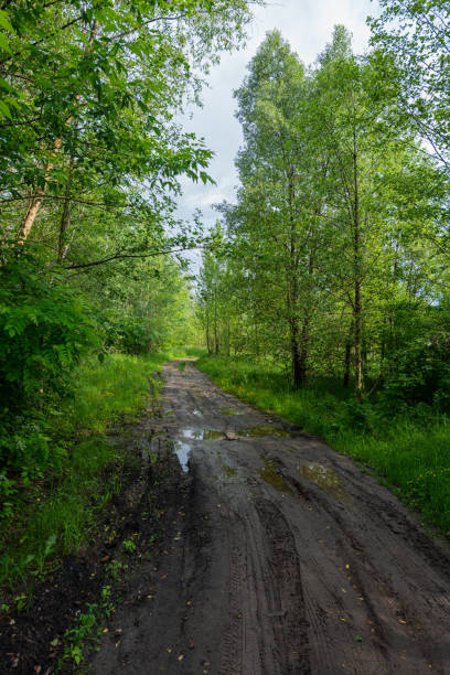 istock A dirt road in a foliage forest after rain. 1894753272