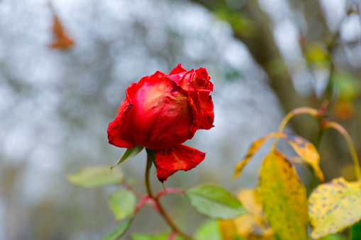 Many vivid red flowers of azalea or Rhododendron plant in a garden pot in a sunny spring Japanese garden, beautiful outdoor floral background