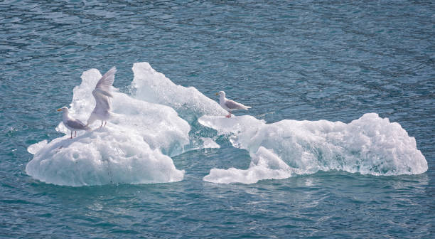 istock Gulls perched on iceberg in arctic Greenland - arctic blue and crystal clear. 1894759556
