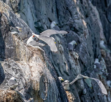 Nesting Kittiwakes on cliff face screaming at birds flying close by in Evighedsfjord, Greenland