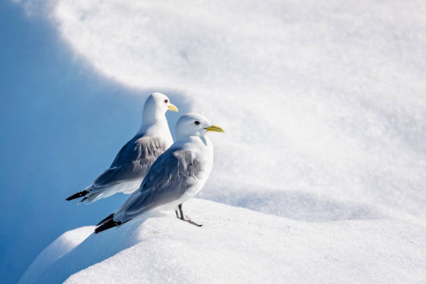 istock Pair of Kittiwakes perched on iceberg - close up 1894760104