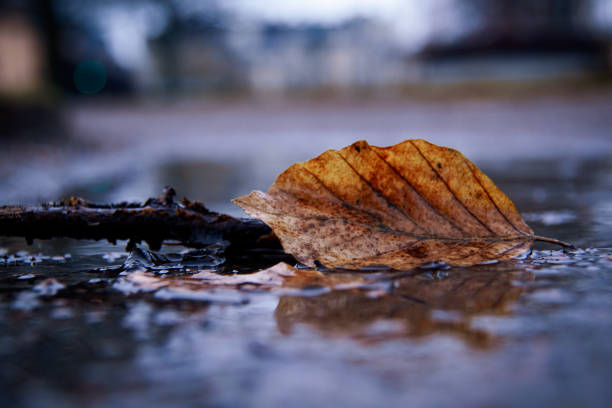 Close up of a leaf in a puddle