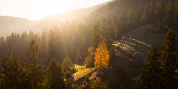 istock Dawn's Tranquility: Golden Trees and Misty Mountain Hues 1894791791