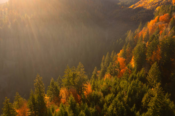 istock Golden Splendor: Embracing the Early Morning Mist in the Mountain Forest 1894792308