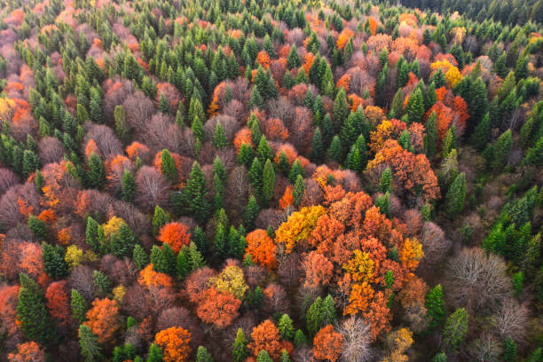 istock Bird's-Eye View of Fall: Mountain Landscape in All Its Glory 1894792335