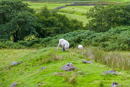 Sheep grazing on a hillside in the southern area of the Yorkshire Dales National Park in England.
