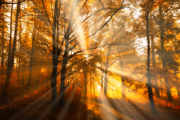 Morning Reverie: Railroad Tracks Winding Through the Awakening Forest
